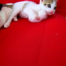 Image pour l'annonce donne 2 chatons un male une femelle