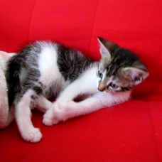 Image pour l'annonce donne 2 chatons un male une femelle