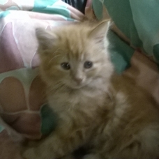 Image pour l'annonce A DONNER CHATONS ROUX