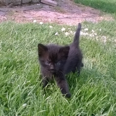 Image pour l'annonce A DONNER CHATONS ROUX