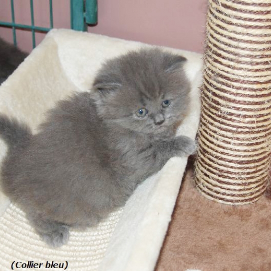 Image pour l'annonce Vends British Longhair et Shorthair