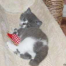 Image pour l'annonce Vends British Longhair et Shorthair