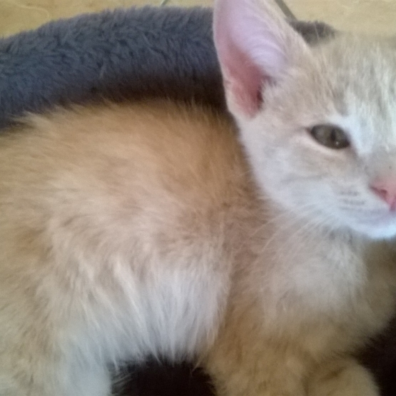 Image pour l'annonce Donne chatons