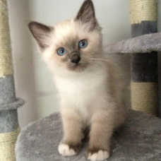 Image pour l'annonce Donne chatons
