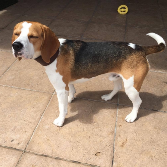 Image pour l'annonce Saillie Beagle
