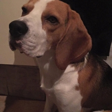 Image pour l'annonce Saillie Beagle