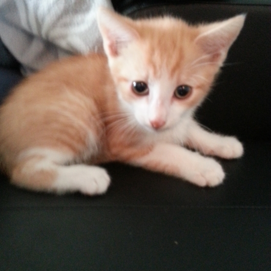 Image pour l'annonce donne 2 chatons