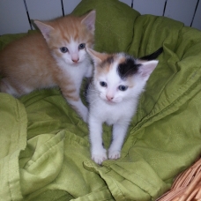 Image pour l'annonce donne 2 chatons