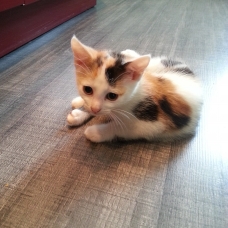 Image pour l'annonce donne 2 chatons