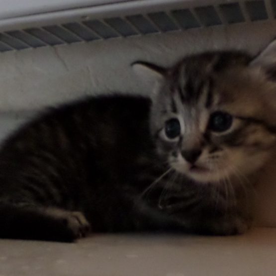 Image pour l'annonce donne chatons 1 noir 1 tigré