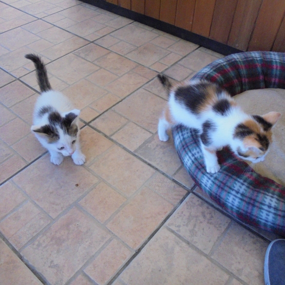 Image pour l'annonce A donner chatons