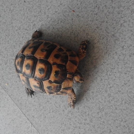 Image pour l'annonce tortue de terre