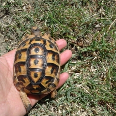 Image pour l'annonce tortue de terre