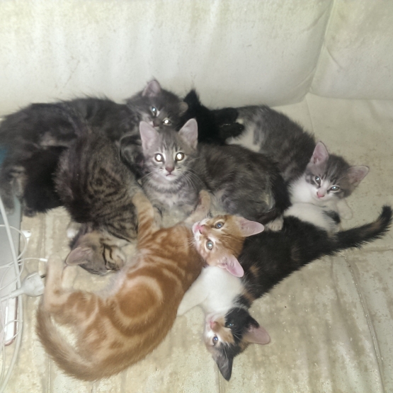 Image pour l'annonce Chaton à donner