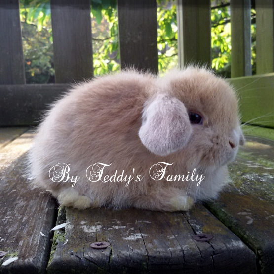 Image pour l'annonce Lapin nain,loffel,minilop,géant allemand,bélier français