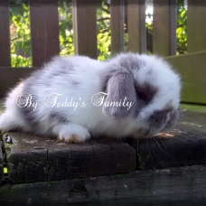 Image pour l'annonce Lapin nain,loffel,minilop,géant allemand,bélier français