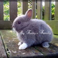 Image pour l'annonce Lapin nain,loffel,minilop,géant allemand,bélier français