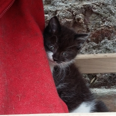 Image pour l'annonce Chaton mâle 8 semaines à adopter