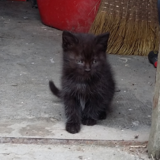 Image pour l'annonce Petite chatte de 2 mois