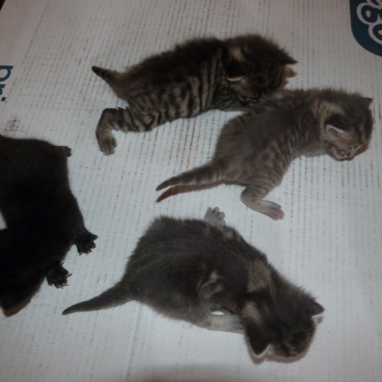 Donne 4 chatons Vendée (85) GRATUIT sur