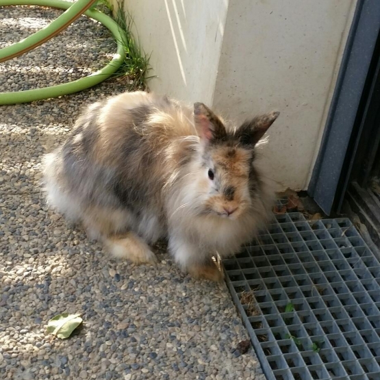 Image pour l'annonce Lapin angora