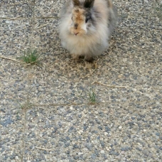 Image pour l'annonce Lapin angora