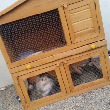 Image pour l'annonce Lapin angora