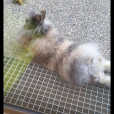 Image pour l'annonce Lapin angora