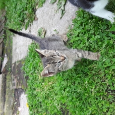 Image pour l'annonce Donne 3 chatons