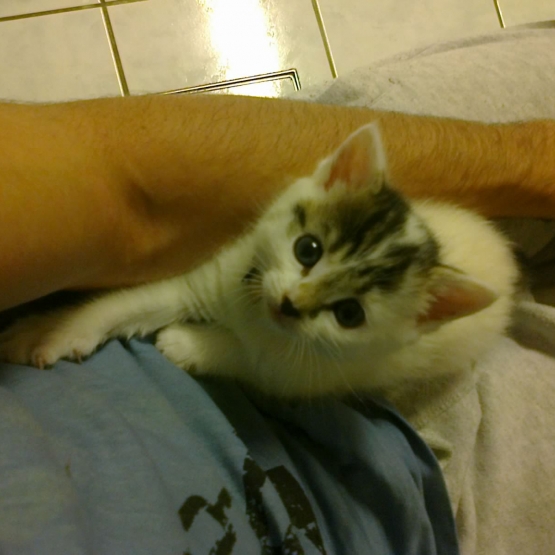 Image pour l'annonce Vend chaton angora