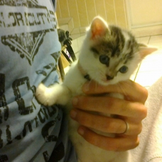 Image pour l'annonce Vend chaton angora