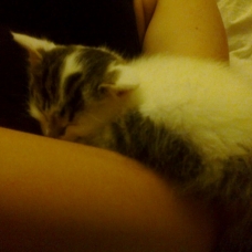 Image pour l'annonce Vend chaton angora