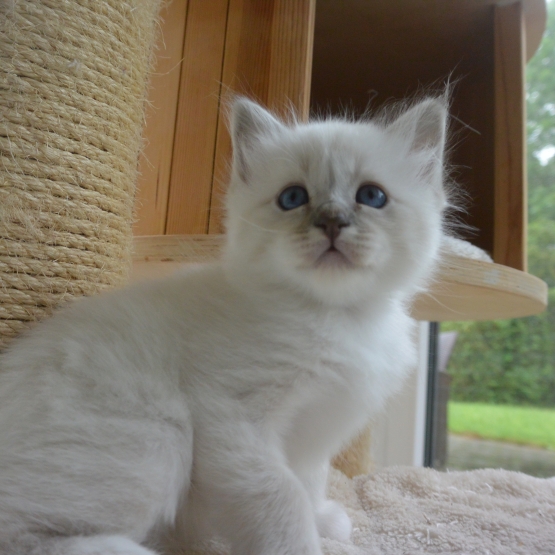 Image pour l'annonce Chaton mâle sacré de birmanie à réserver