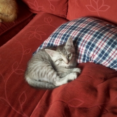 Image pour l'annonce Donne adorables chatons
