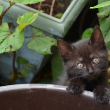 Image pour l'annonce Donne chatons