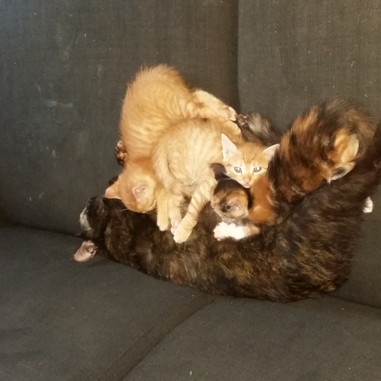 Image pour l'annonce Donne chaton