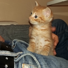 Image pour l'annonce Donne chaton