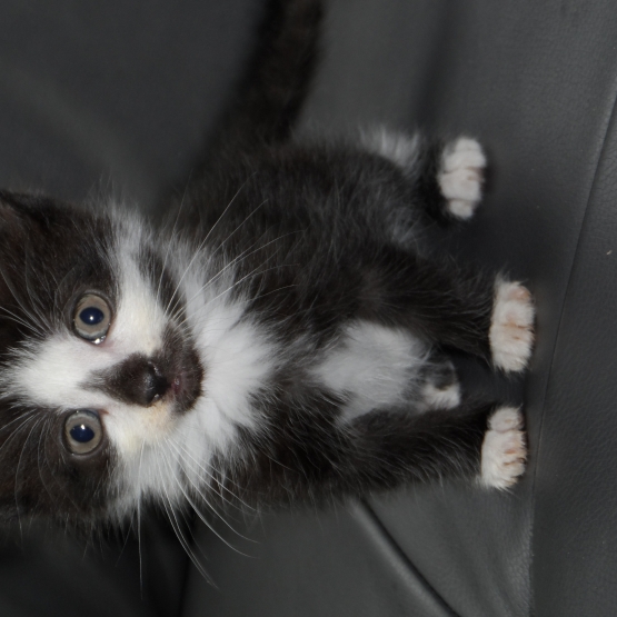Image pour l'annonce Donne 5 chatons