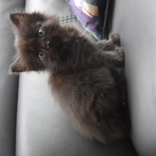 Image pour l'annonce Donne 5 chatons