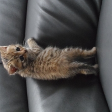 Image pour l'annonce Donne 5 chatons