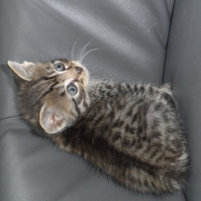 Image pour l'annonce Donne 5 chatons