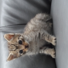 Image pour l'annonce Donne 5 chatons
