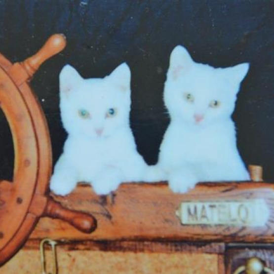 Image pour l'annonce DONNE CHATONS BLANCS