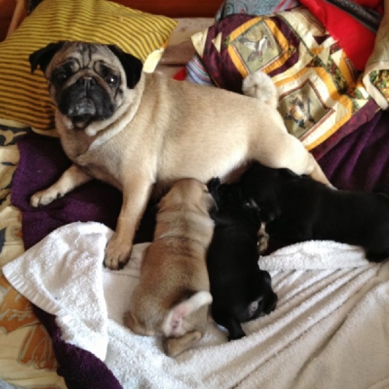 Image pour l'annonce SUPERBES CHIOTS CARLIN LOF