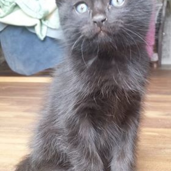 Image pour l'annonce Donne Chaton Européen noire