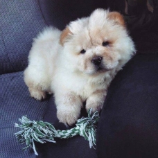 Image pour l'annonce Chow chow cherche femelle