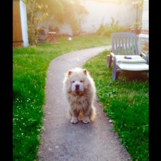 Image pour l'annonce Chow chow cherche femelle