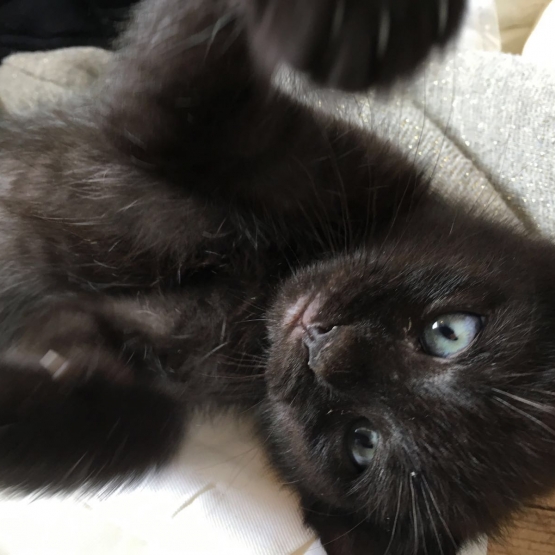Image pour l'annonce Donne petit chaton