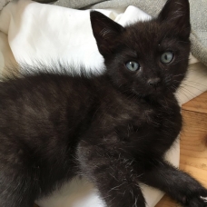 Image pour l'annonce Donne petit chaton