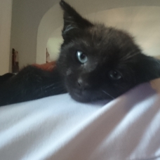 Image pour l'annonce Donne petit chaton